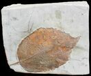Fossil Leaf (Beringiaphyllum) - Montana #71511-1